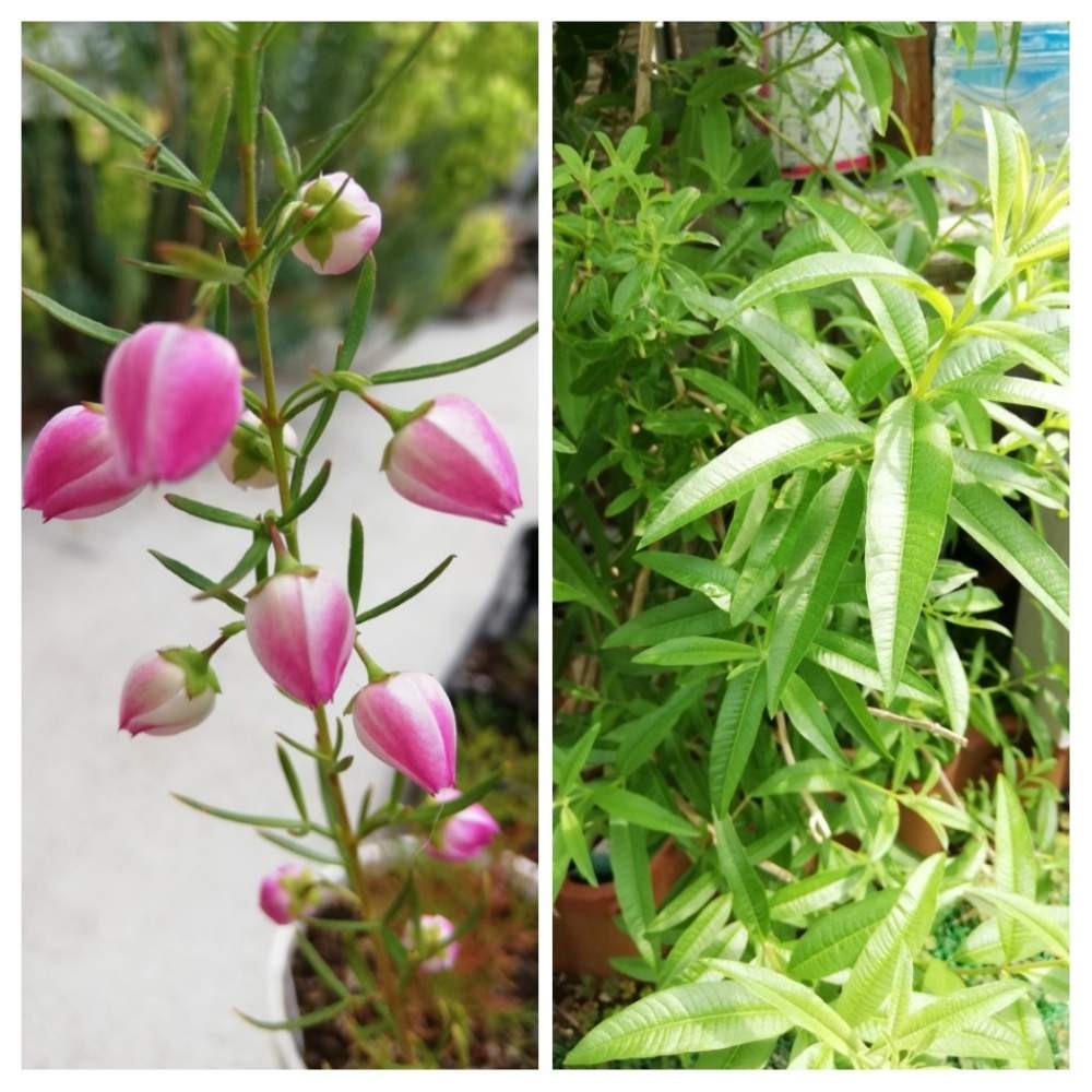 ボロニア ヘテロフィラ レモンバーベナの挿し芽成長日記 Greensnap グリーンスナップ