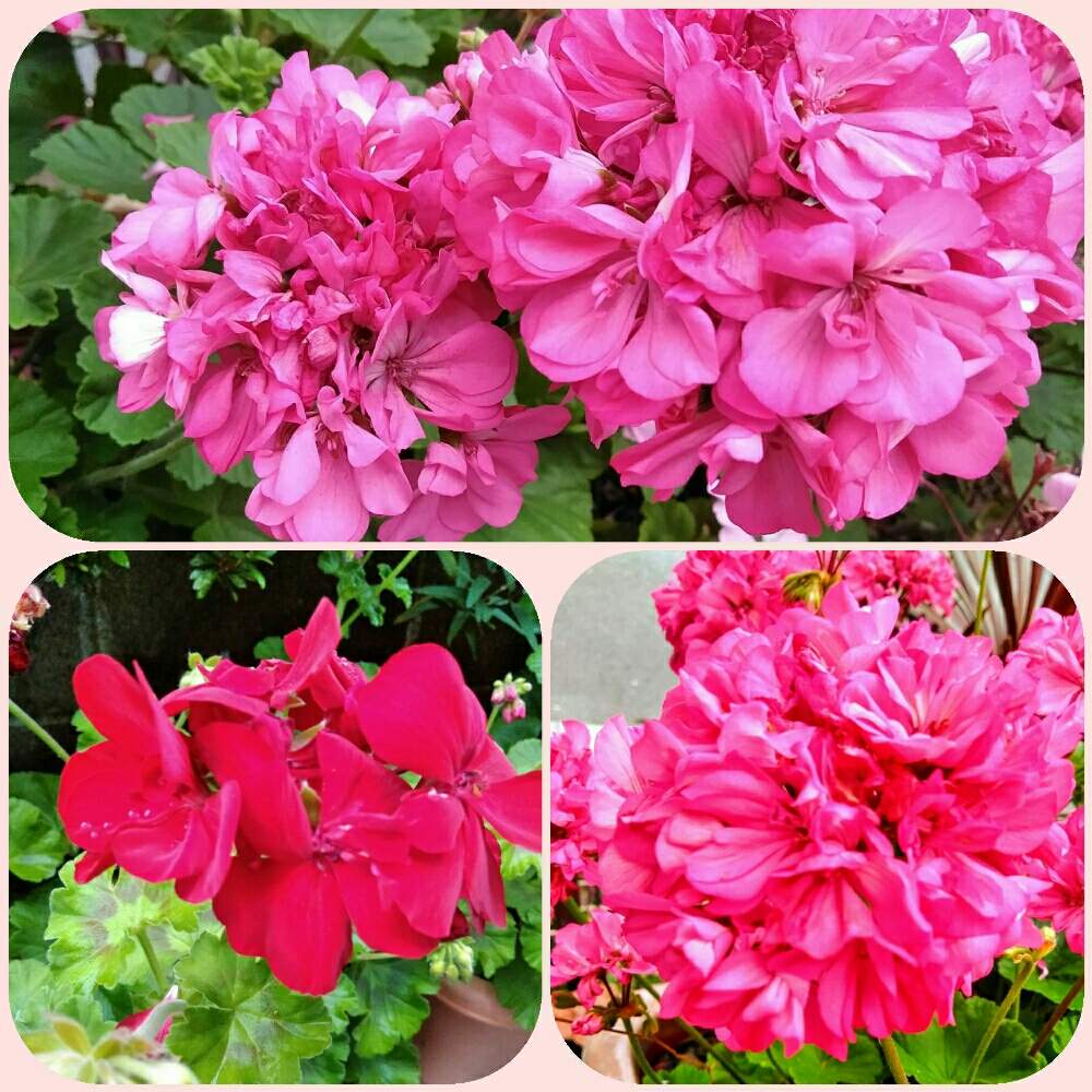 ゼラニウムの投稿画像 By A Keさん 水栽培と観葉植物好きと散歩と生花好きと三重県とドライフラワーアレンジと花のある暮らしと多肉植物好き 月6月6日 Greensnap グリーンスナップ