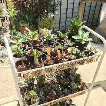 夏型多肉植物の投稿画像一覧 Greensnap グリーンスナップ