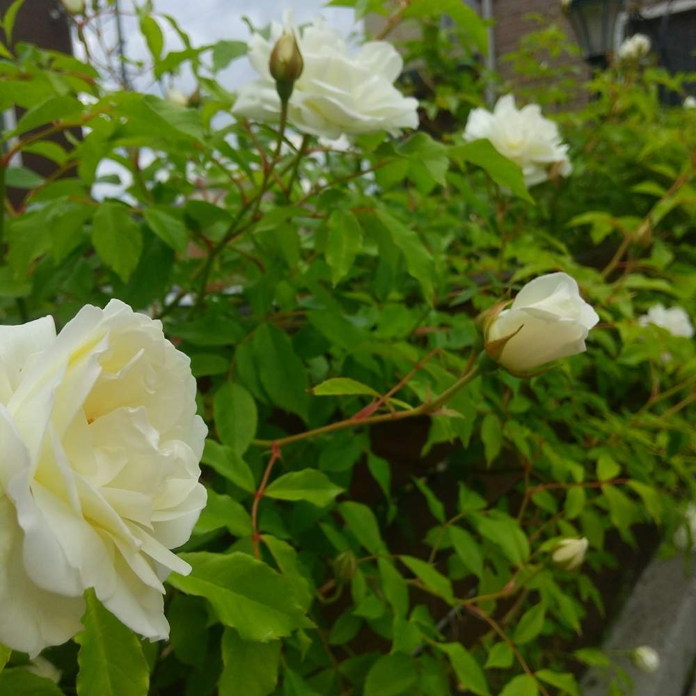 つるアイスバーグの投稿画像 By Agaveneesan さん 白 しろ ホワイトとおうち園芸とおうちで飾るお花 と薔薇 と今日も元気に 月6月6日 Greensnap グリーンスナップ