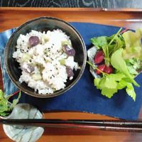そら豆,ツタンカーメン豆,プランター栽培の各種,感謝,種蒔きからの画像