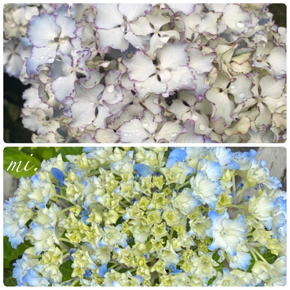 紫陽花の投稿画像 By Mi さん 紫陽花レオンとブルーの花と紫陽花が好き と小さな小さな庭 月6月6日 Greensnap グリーンスナップ