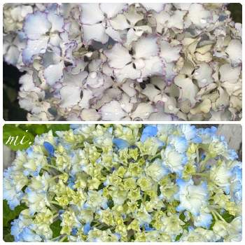 紫陽花レオンの投稿画像一覧 Greensnap グリーンスナップ