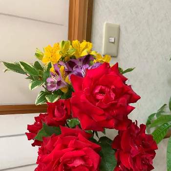 モコモコにの画像 by キムチさん | 階段/廊下と山形と開花と綺麗❤️とモコモコにと植中毒と花のある暮らし