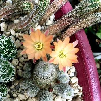 マミラリアクルシゲラの投稿画像一覧 Greensnap グリーンスナップ マミラリアクルシゲラの投稿画像一覧 Greensnap グリーンスナップ