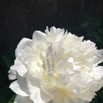 芍薬の花の投稿画像一覧 Greensnap グリーンスナップ 芍薬の花の投稿画像一覧 Greensnap グリーンスナップ