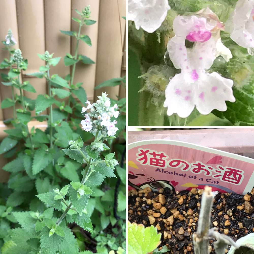 花の蕾の投稿画像 By さつきメイさん おうち園芸と令和２年のお花達とハーブと花のある暮らしと庭で開花 月6月6日 Greensnap グリーンスナップ