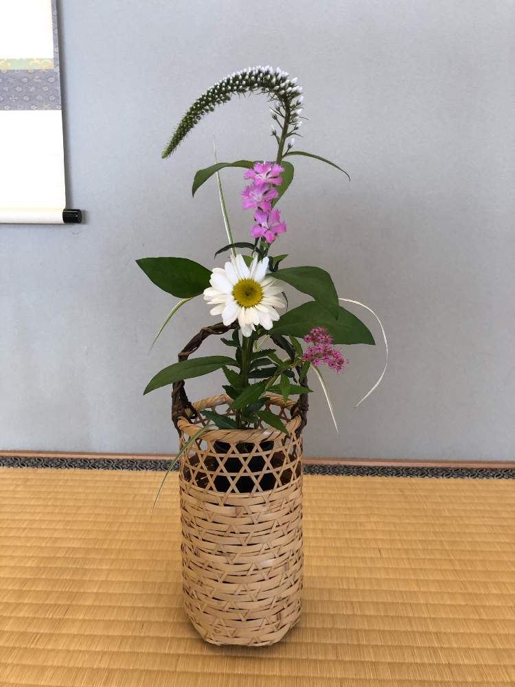 オカトラノオの投稿画像 By Mimikomamaさん ナデシコとシモツケ とトワダアシとフキアゲギクと和室と床の間と茶花と和の趣と床の間と茶花と和の趣 月6月6日 Greensnap グリーンスナップ Greensnap グリーンスナップ