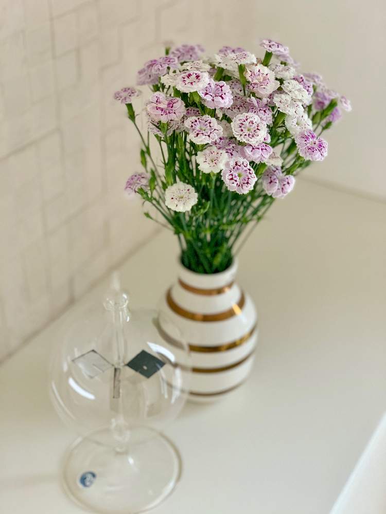 ダイアンサス なでしこ の投稿画像 By Kei Coさん おうちで飾るお花 月6月6日 Greensnap グリーンスナップ