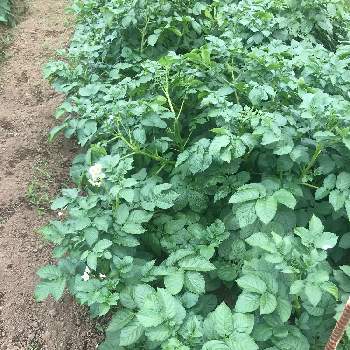 じゃがいもの葉の投稿画像一覧 Greensnap グリーンスナップ