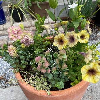 ペチュニア プレミアムコレクション シャンパンゴールドの投稿画像一覧 Greensnap グリーンスナップ