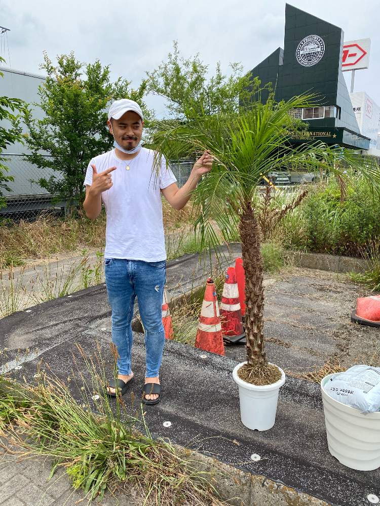 フェニックスロベレニー 植え替え Greensnap グリーンスナップ フェニックスロベレニー 植え替え Greensnap グリーンスナップ