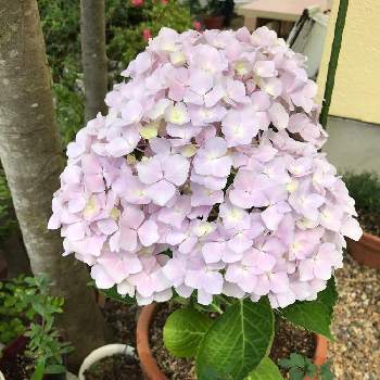 切り花からの挿し木の投稿画像一覧 Greensnap グリーンスナップ