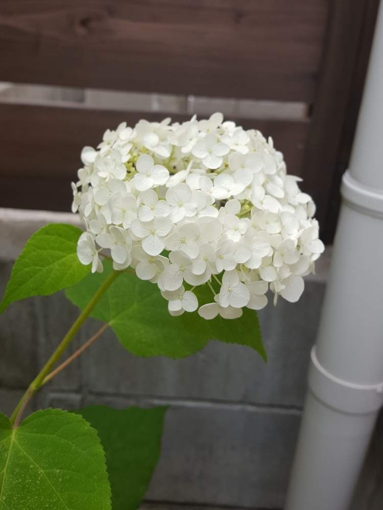アナベルの投稿画像 By Nagisaさん おうち園芸と紫陽花 アジサイ あじさいとアナベル 紫陽花とガーデニング初心者と成長記録とガーデニングと白い花大好きと咲いた 月6月6日 Greensnap グリーンスナップ