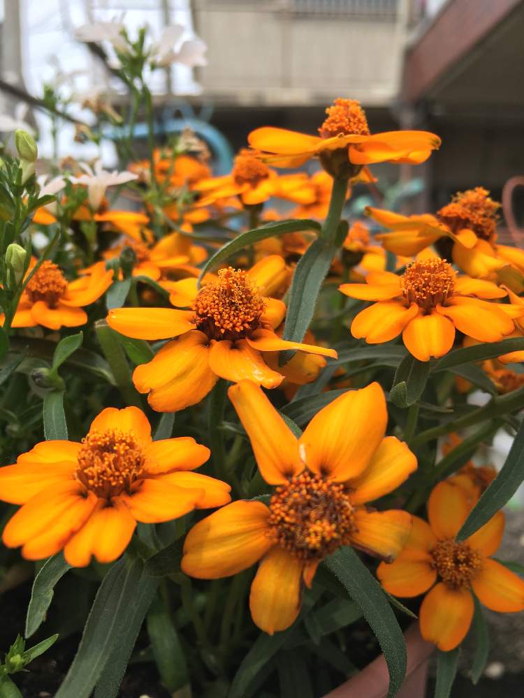 ホソバヒャクニチソウの投稿画像 By あやちゃんですさん 我が家の狭い庭よりと葉っぱが綺麗と可愛いお花とiphoneで撮影と元気なお花とオレンジ 色のお花 と綺麗な葉っぱとお花が好き とお花が可愛いと青空の下でと花のある暮らし 月6月6日 Greensnap グリーン