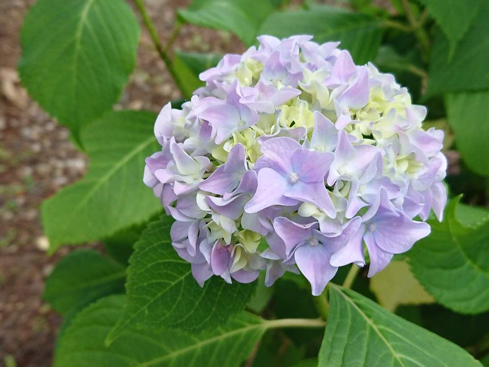 きれいなお花の投稿画像 by りんご୨୧さん 今が旬の花とお花のある暮らし とはなのある暮らし 2020月6月6 日 greensnap グリーンスナップ