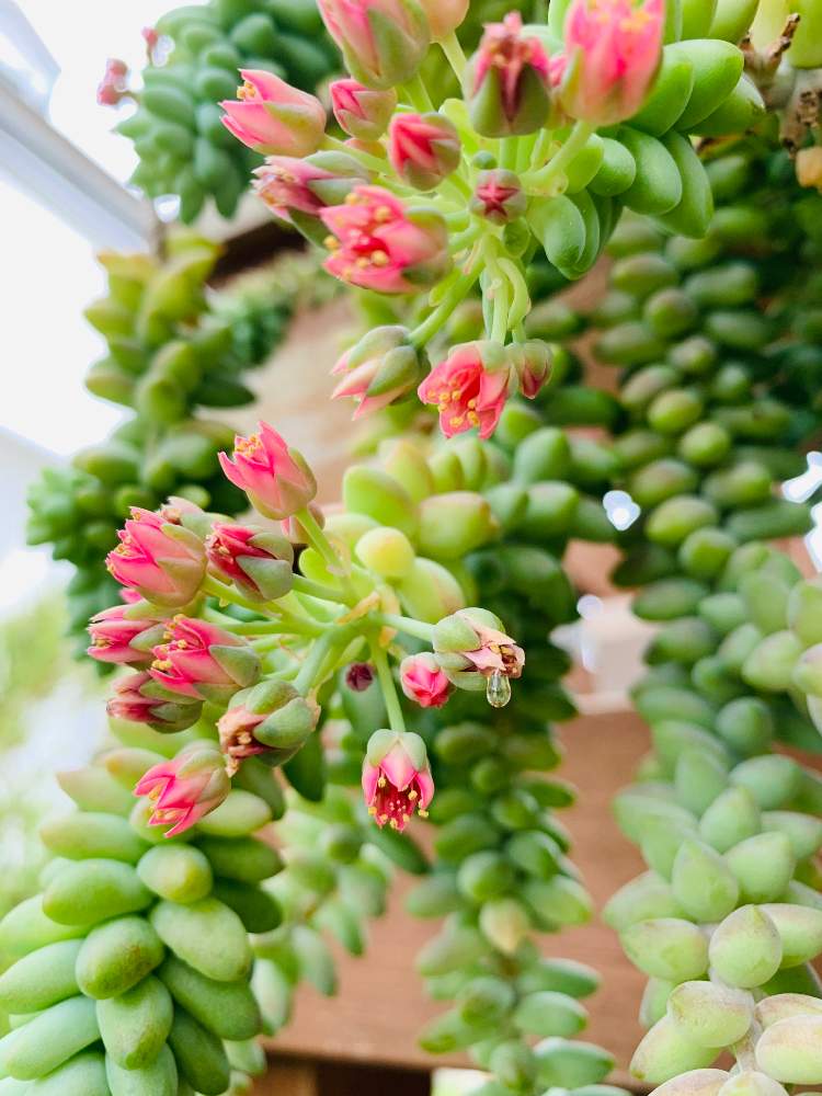 ビアホップ の投稿画像 By Jocelynさん Htcと多肉植物のある暮らしとおうち園芸と多肉女子と多肉の花と小さな庭とビアホップの日 1号とhtcと 多肉植物のある暮らしとおうち園芸と多肉女子と多肉の花とビアホップの日 1号 月6月6日 Greensnap グリーンスナップ ビアホップ の投稿画像 By Jocelynさん Htcと多肉植物のある暮らしとおうち園芸と多肉女子と多肉の花と小さな庭とビアホップの日 1号とhtcと 多肉植物のある暮らしとおうち園芸と多肉女子と多肉の花とビアホップの日 1号 月6月6日 Greensnap グリーンスナップ