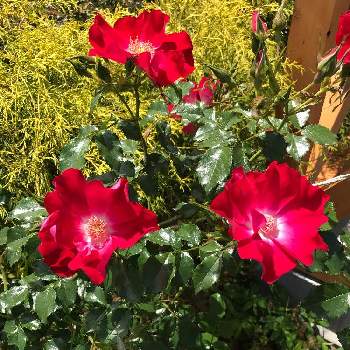 ドルトムント バラの投稿画像一覧 Greensnap グリーンスナップ ドルトムント バラの投稿画像一覧 Greensnap グリーンスナップ