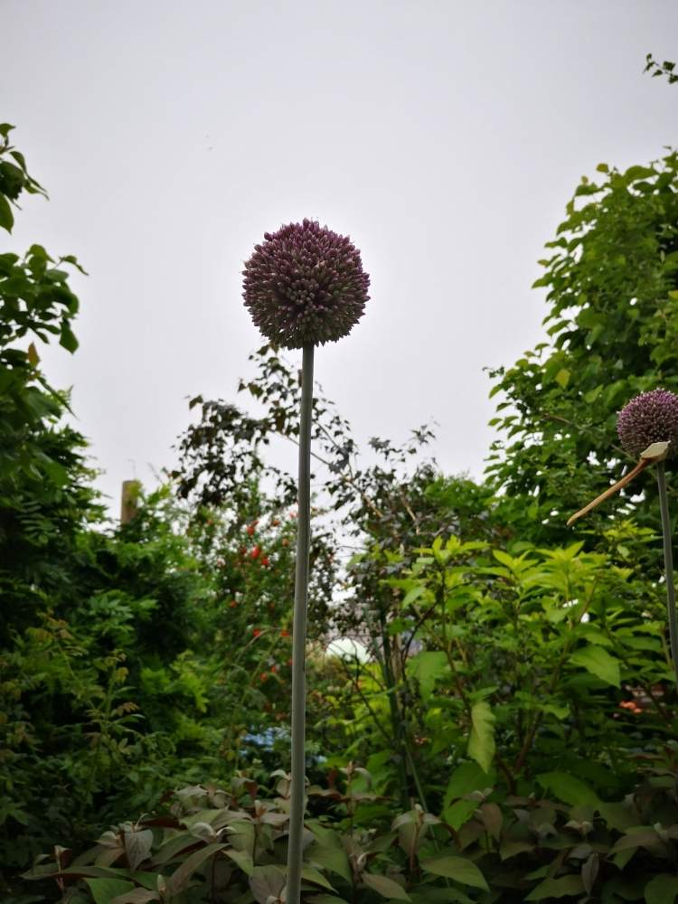 アリウム ギガンチウムの投稿画像 By ぬっちさん 月6月6日 Greensnap グリーンスナップ