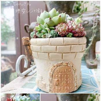 あーちゃんの陶芸鉢の投稿画像一覧 Greensnap グリーンスナップ