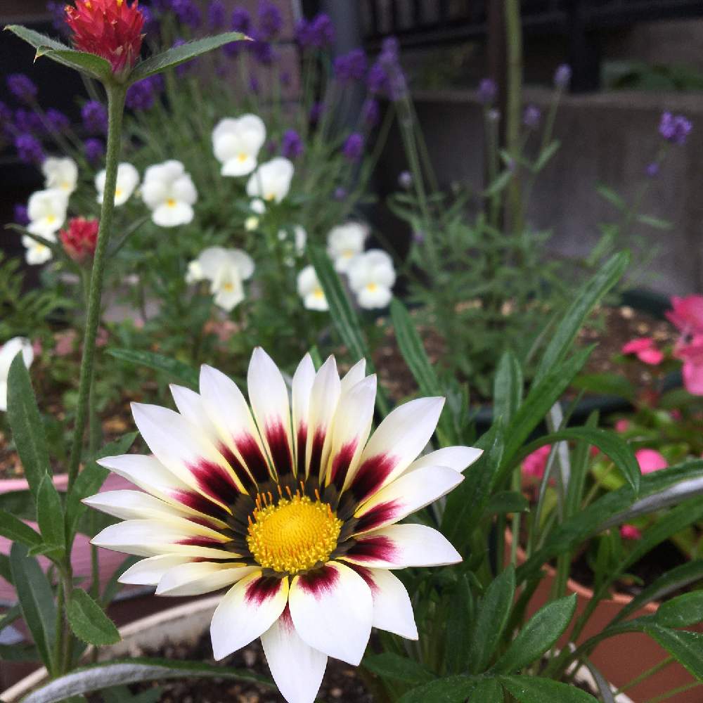 ガザニアの投稿画像 By Mamaさん 寄せ植えと花のある暮らしとおうち園芸 月6月6日 Greensnap グリーンスナップ ガザニアの投稿画像 By Mamaさん 寄せ植えと花のある暮らしとおうち園芸 月6月6日 Greensnap グリーンスナップ