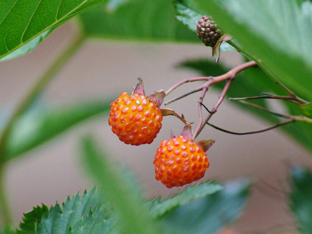 カジイチゴの投稿画像 By のんちゃんさん 線路脇パラダイスのんちゃんと 食べて遠くへ運んでシリーズ 月6月6日 Greensnap グリーンスナップ