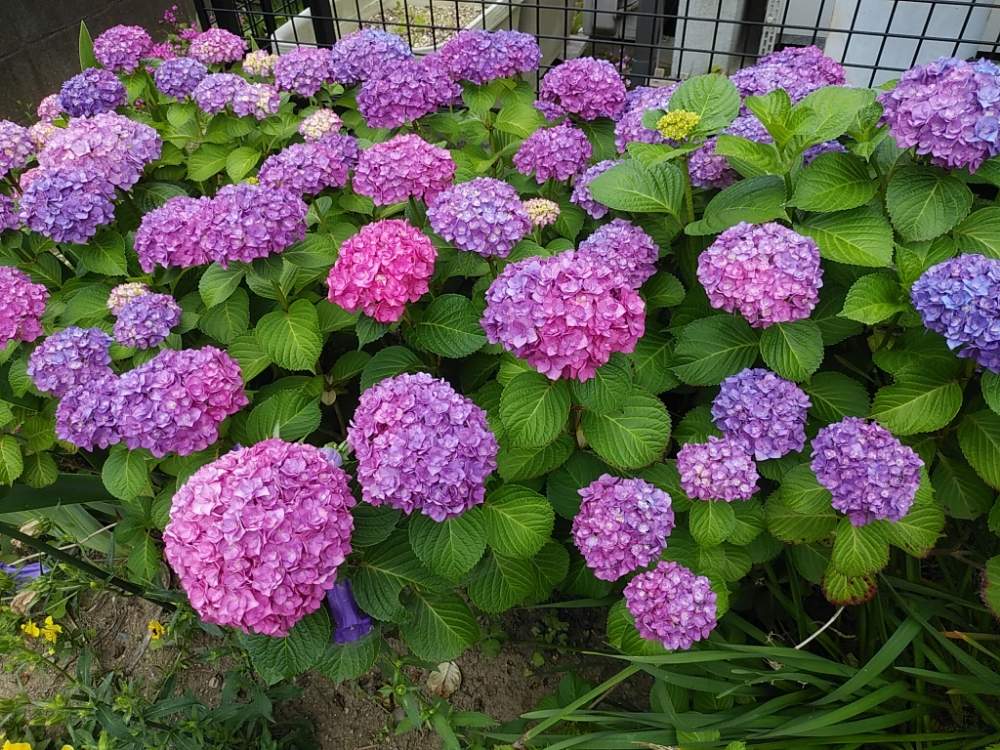 アジサイ てまりてまりの投稿画像 By じゅんさん 梅雨の花とおうち園芸と紫陽花 アジサイ あじさい と おうち園芸 フォトコンテストと癒し系と花のある暮らしと青い花マニアと 段階目てまりてまり 月6月6日 Greensnap グリーンスナップ