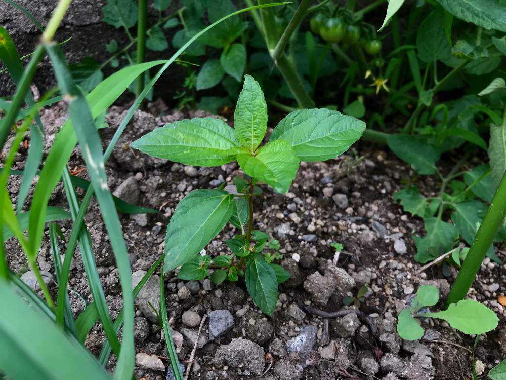 ミニトマト 赤 Greensnap グリーンスナップ ミニトマト 赤 Greensnap グリーンスナップ