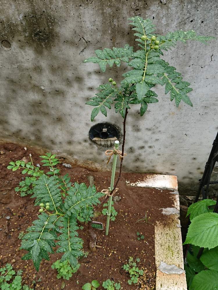 朝倉山椒の投稿画像 By Rikoruirenさん 月6月6日 Greensnap グリーンスナップ