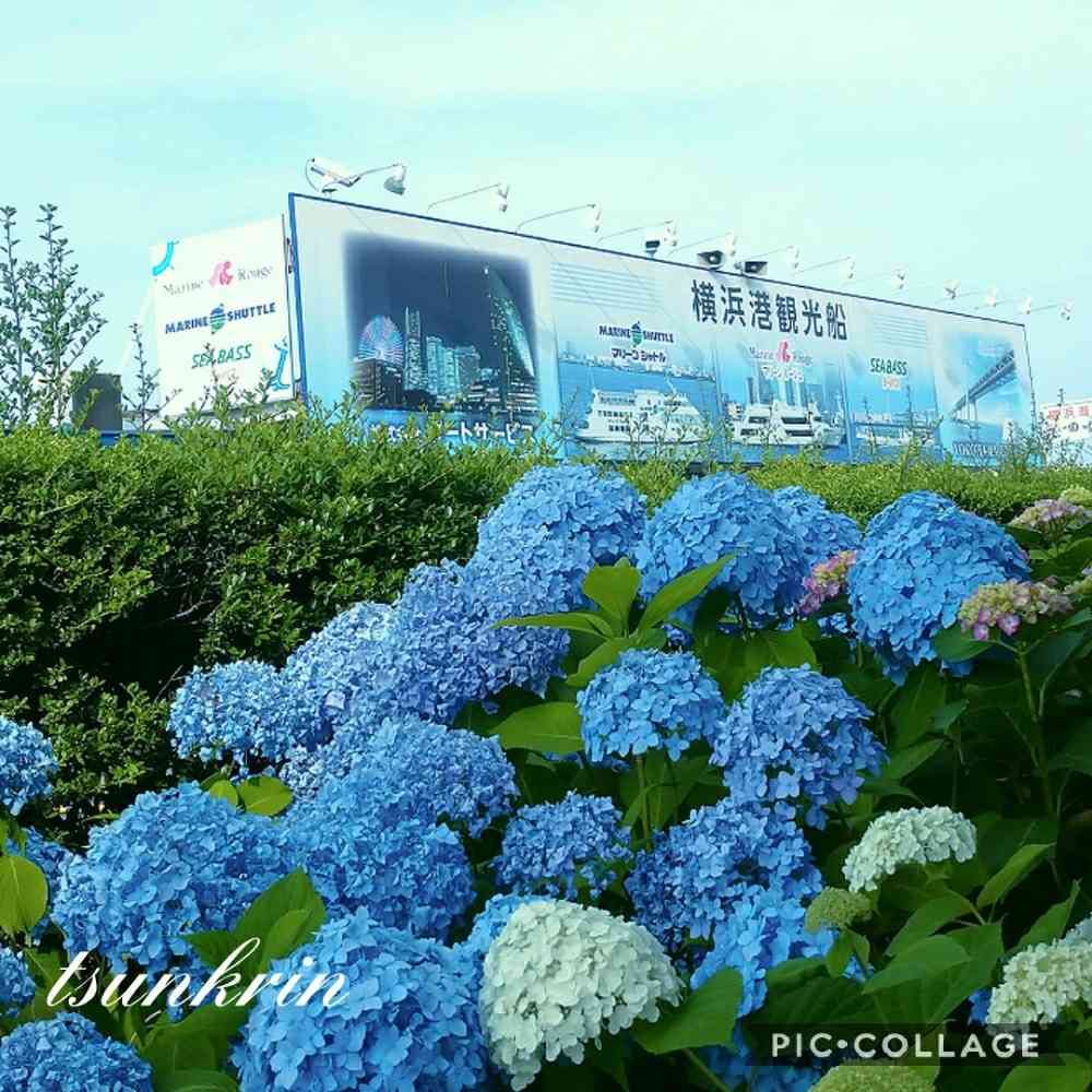 つんくりんさんの山下公園への投稿