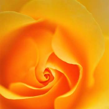 ティーカップの画像 by XLCRさん | 小さな庭と黄色いバラとばら バラ 薔薇とティーカップ