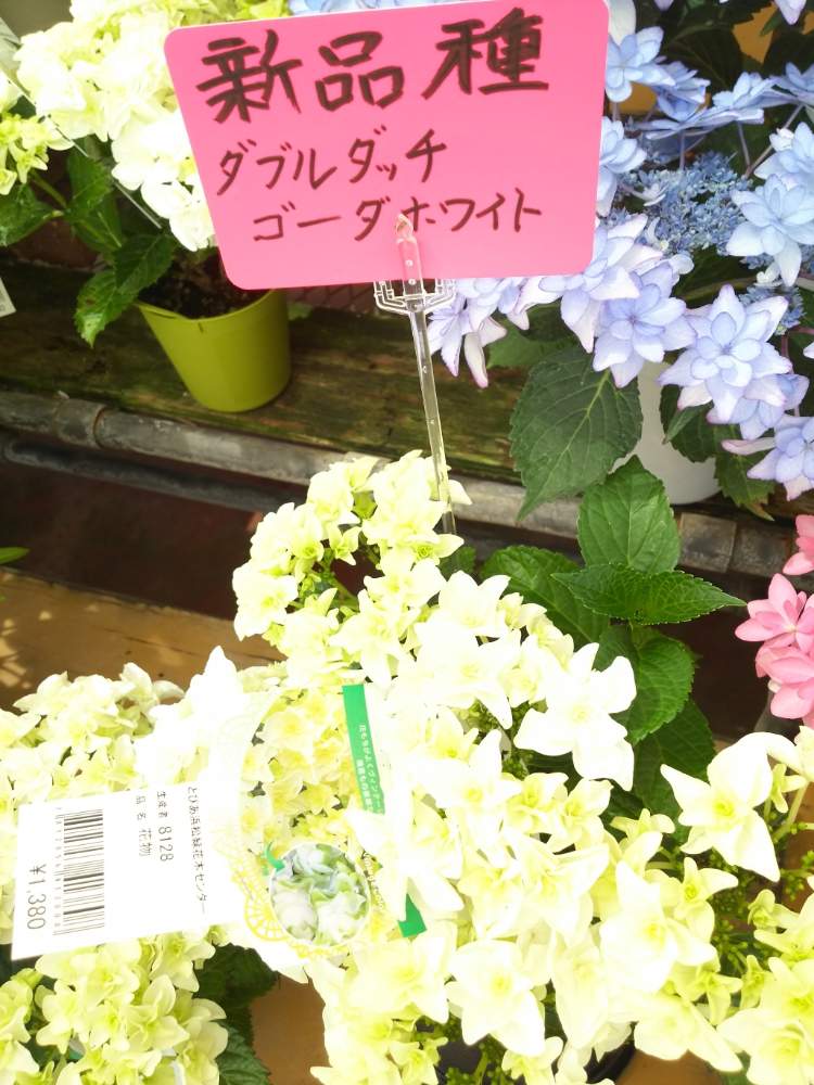 近くの園芸店の投稿画像 By たかみどちゃんさん 月6月6日 Greensnap グリーンスナップ 近くの園芸店の投稿画像 By たかみどちゃんさん 月6月6日 Greensnap グリーンスナップ