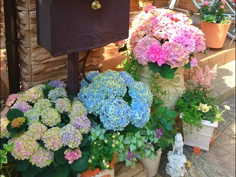 寄せ植えの投稿画像 By Bree Van De Kampさん あじさい大好きとおうち園芸と紫陽花 アジサイ あじさいと おうち園芸 フォトコンテストと ガーデニングと花のある暮らしとマジカルレボリューションとテラコッタとpwフォトコン 月6月6日 Greensnap グリーン
