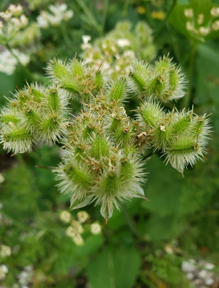 オルレアの種の投稿画像 By おひさん 月6月6日 Greensnap グリーンスナップ