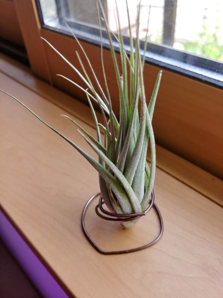 ストリクタ ピニフォルミスの投稿画像 By 山椒魚さん 着生植物とエアプランツ チランジアとチランジア 栽培と観葉植物とティランジア栽培と癒しと綺麗なミドリとティランジア属とチランジア属と珍奇植物と仲間入りとエアプランツとエアープランツ チランジアと小型