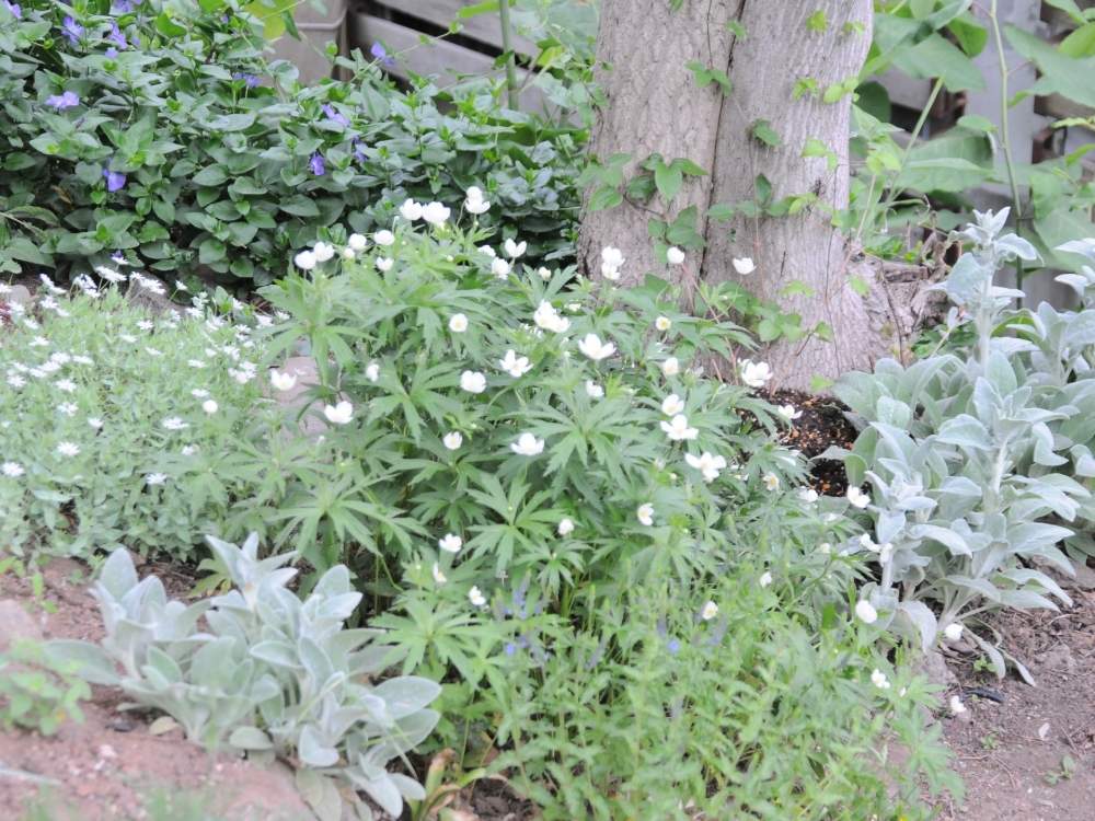 小さな庭の投稿画像 By Saricoさん 庭の宿根草と北海道と北海道の庭と庭の宿根草と北海道と北海道の庭 月6月6日 Greensnap グリーンスナップ Greensnap グリーンスナップ