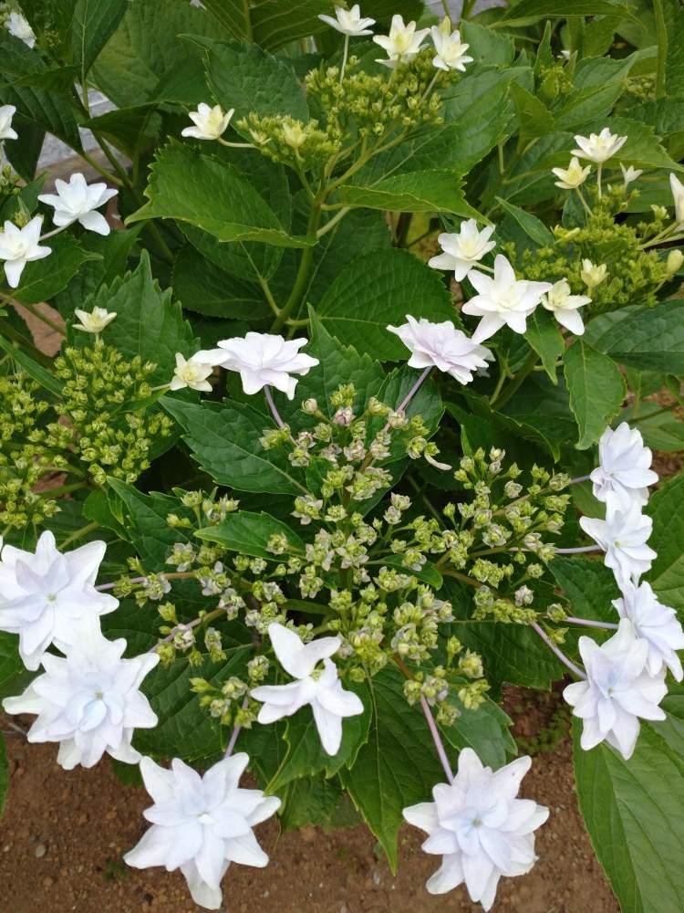 スミダノハナビの投稿画像 By ともぞうさん 墨田の花火と紫陽花 アジサイ あじさいとおうち園芸 月6月6日 Greensnap グリーンスナップ