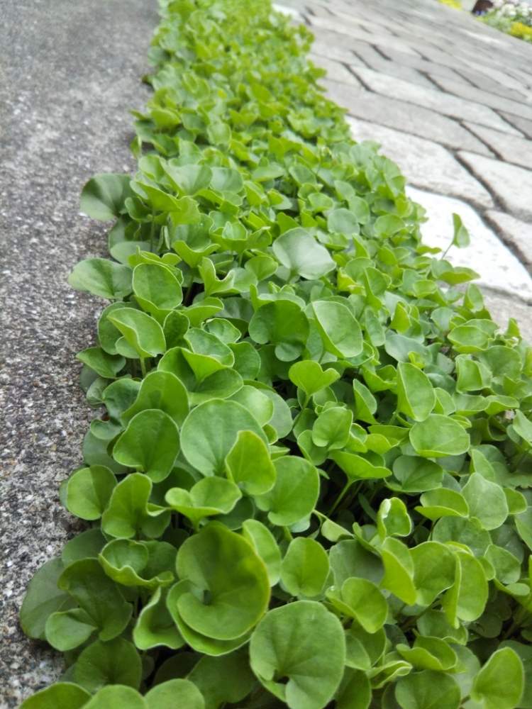 ダイコンドラの投稿画像 By ゆこけんさん ディコンドラと小さな庭 月6月6日 Greensnap グリーンスナップ Greensnap グリーンスナップ ダイコンドラの投稿画像 By ゆこけんさん ディコンドラと小さな庭 月6月6日 Greensnap グリーンスナップ Greensnap グリーンスナップ