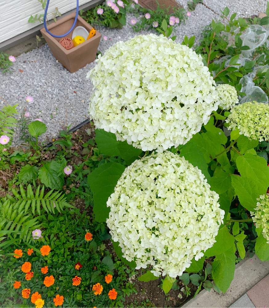 アナベルの投稿画像 By Fffさん 花壇と庭の花とアナベル 紫陽花とおうち園芸 月6月6日 Greensnap グリーンスナップ