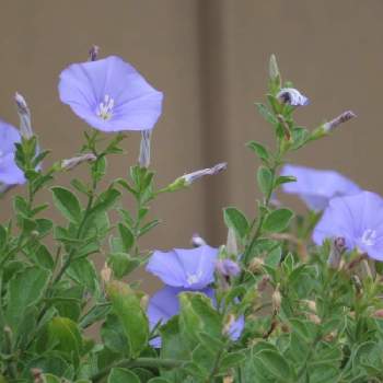 コンボルブルス・サバティウスの画像 by ふくちゃんさん | お出かけ先とコンボルブルス・サバティウスと新型コロナウィルスに負けるなと可愛い花とウォーキング中と花のある暮らしとうどん県人会と青い花マニア