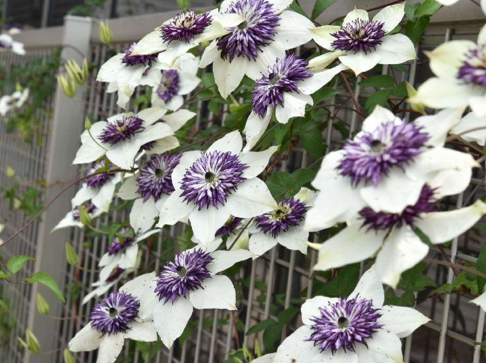 クレマチスの投稿画像 By しーちゃんさん テッセンと花の15年組とフェンスとしーちゃん家のクレマチスと花の15年組としーちゃん家のクレマチス 月6月6日 Greensnap グリーンスナップ Greensnap グリーンスナップ