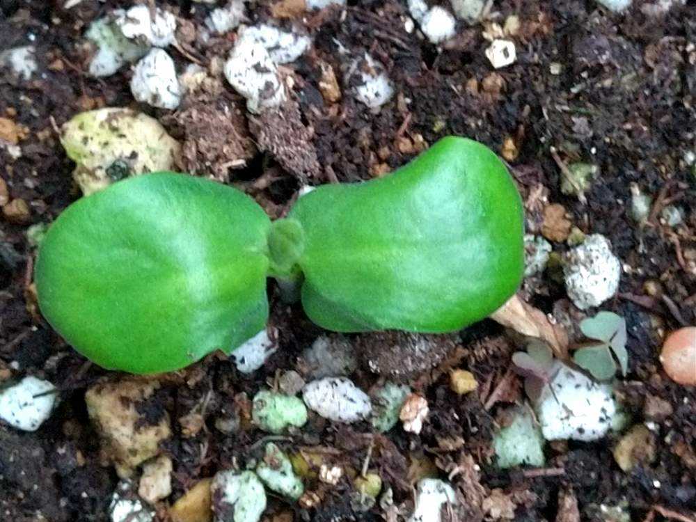 バタフライピーの種蒔き Greensnap グリーンスナップ