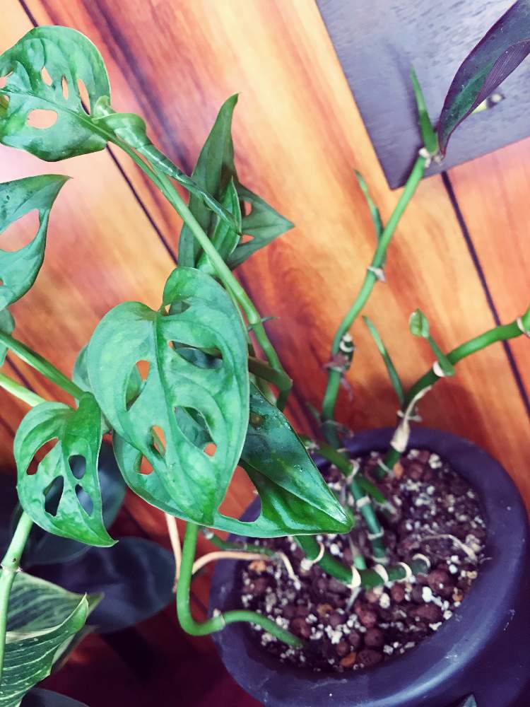 マドカズラの投稿画像 By Refaireさん 観葉植物と花のある暮らしと植物育成ライト 月6月6日 Greensnap グリーンスナップ