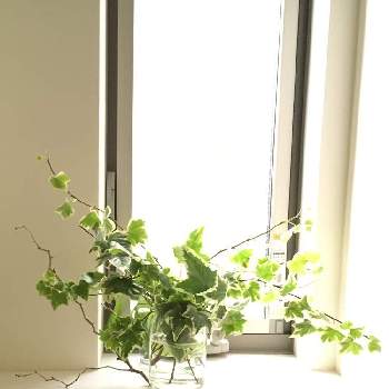 アイビー水差しの投稿画像一覧 Greensnap グリーンスナップ