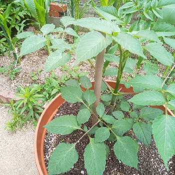 E 花屋さんの植物達の投稿画像一覧 Greensnap グリーンスナップ