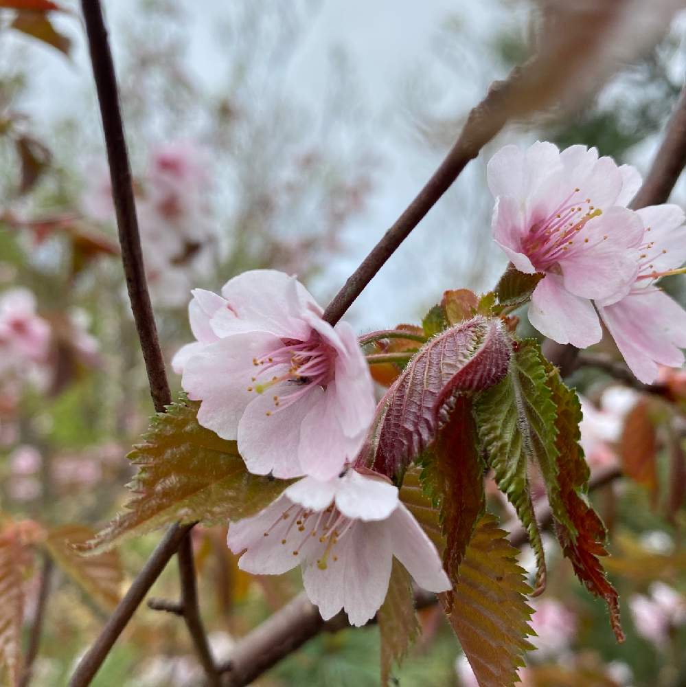 千島桜 チシマザクラ の投稿画像 By ゆみえさん 千島桜 ちしまざくら と開花と1番遅いと可愛いと登山と北海道とさくらと野山 月6月6日 Greensnap グリーンスナップ 千島桜 チシマザクラ の投稿画像 By ゆみえさん 千島桜 ちしまざくら と開花と1番遅いと可愛いと登山と北海道とさくらと野山 月6月6日 Greensnap グリーンスナップ