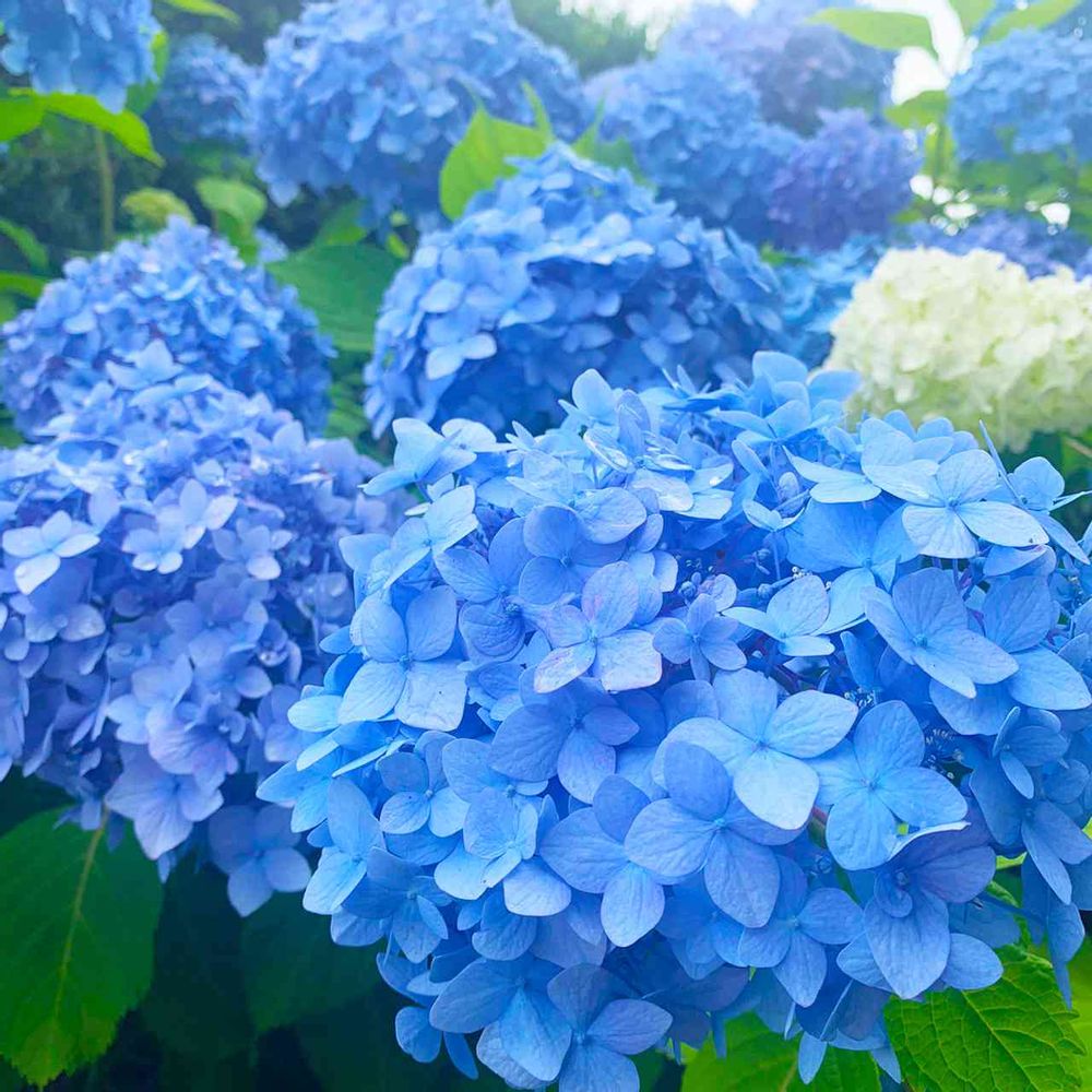 【公式】ガーデンネックレス横浜さんの山下公園への投稿