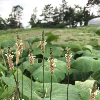 箆大葉子の投稿画像一覧 Greensnap グリーンスナップ