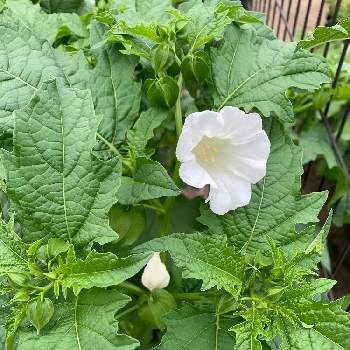 黒ほおずき の投稿画像一覧 Greensnap グリーンスナップ 黒ほおずき の投稿画像一覧 Greensnap グリーンスナップ