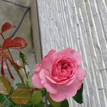 フィレールの画像 by ネロさん | 小さな庭とフィレールとガーデニングとお花が好き♡とばらがすきと香る花が好き